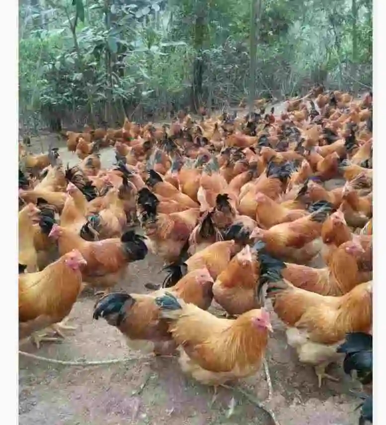 養(yǎng)殖場雞糞處理加工成為飼料